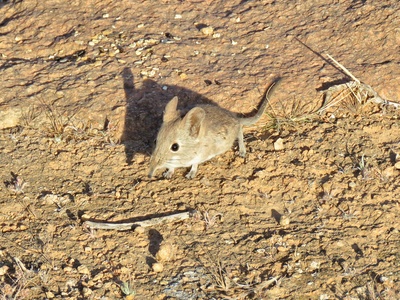North African Elephant Shrew