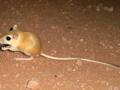 North African Gerbil