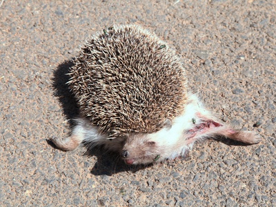 North African Hedgehog