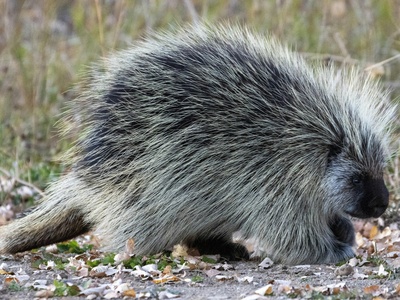 North American Porcupine