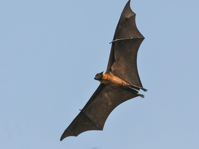 Northern Bat