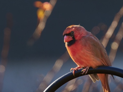 Northern Cardinal