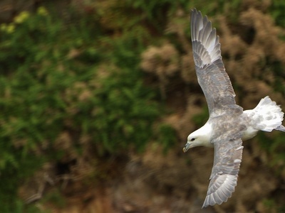 Northern Fulmar
