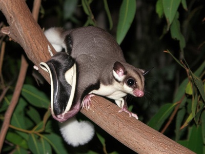 Northern Glider