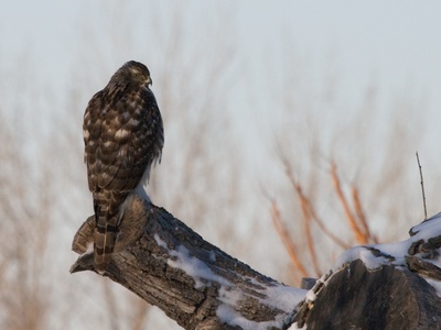 Northern Goshawk