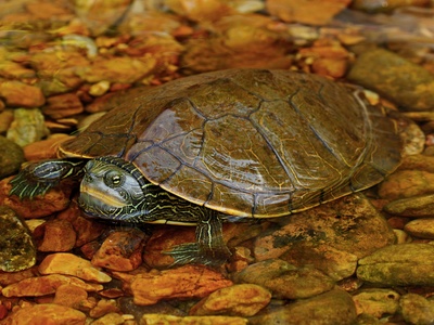 Northern Map Turtle
