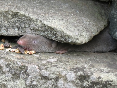 Northern Shrew