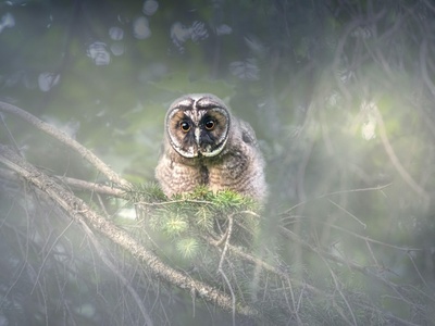 Northern spotted owl