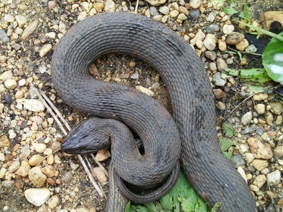 Northern Water Snake