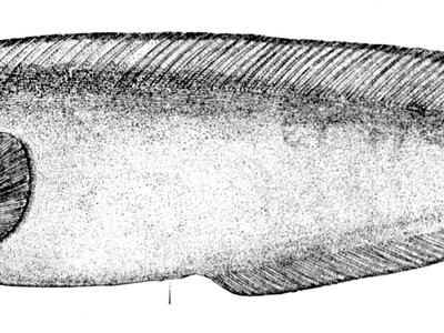 Northern wolffish