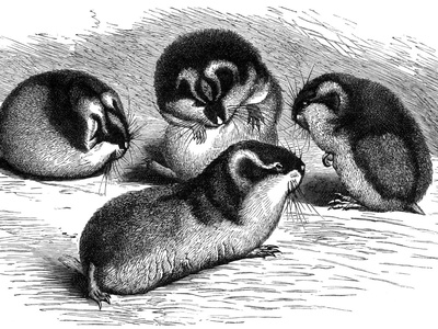 Norway Lemming