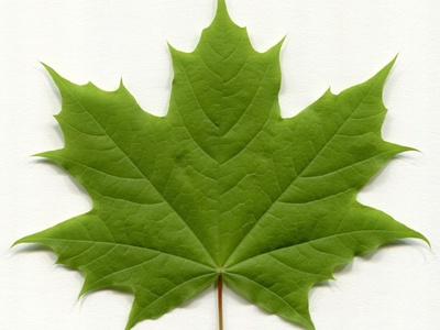 Norway Maple
