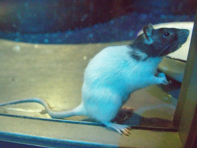 Norway rat