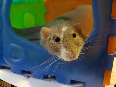 Norway rat
