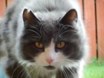 Norwegian Forest Cat