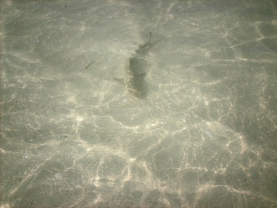 Nurse Shark