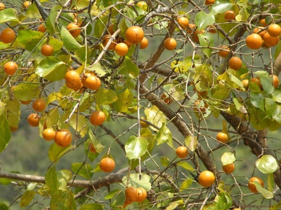 Nux-vomica Tree