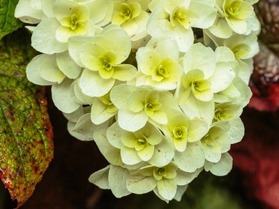 Oakleaf Hydrangea