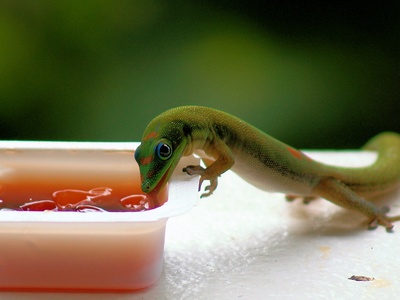 Oceanic gecko