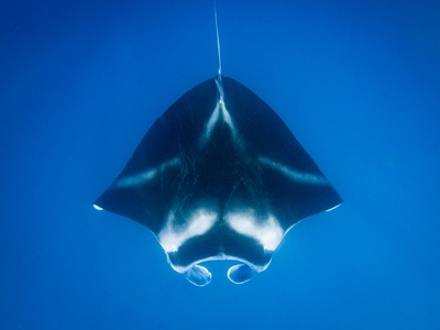 Oceanic manta ray