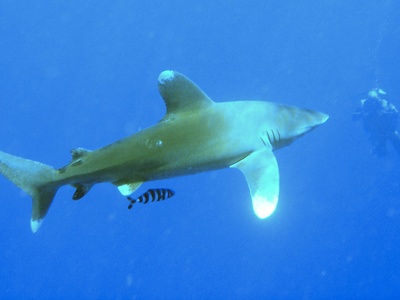 Oceanic whitetip shark