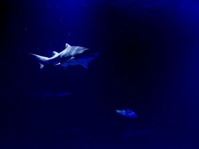 Oceanic Whitetip Shark