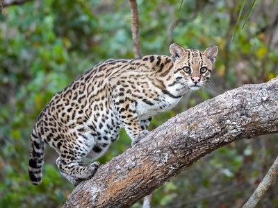 Ocelot