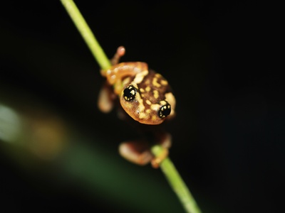 Ochlandrae bush frog