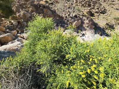 Ochradenus