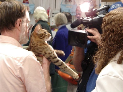 Ocicat