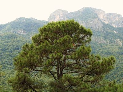 Ocote Pine
