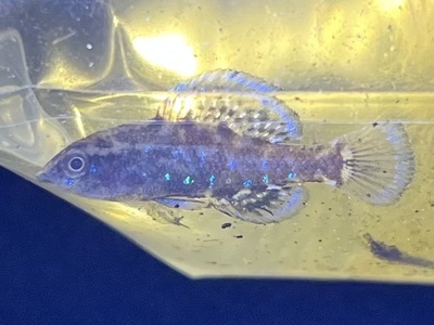 Okefenokee Pygmy Sunfish