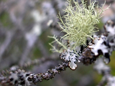 Old Man's Beard