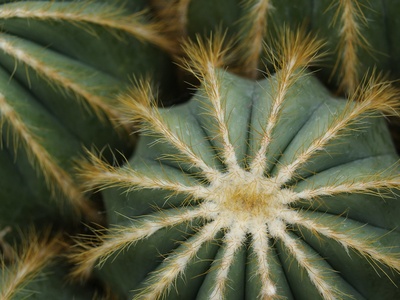 Old Man Cactus
