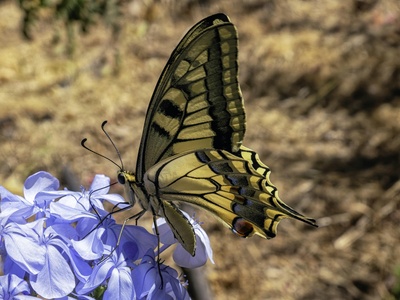 Old World swallowtail