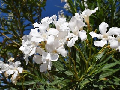 Oleander