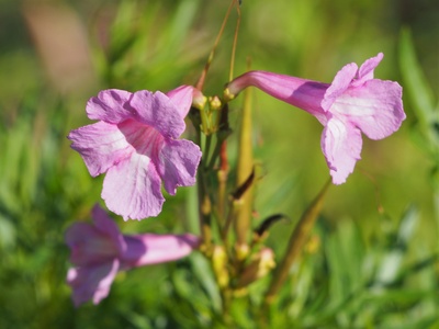 Olga's Incarvillea