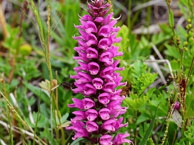 Olga's Lousewort