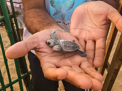 Olive Ridley Sea Turtle