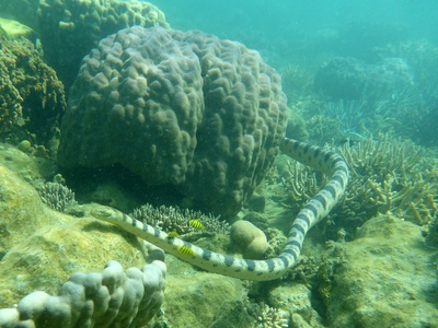 Olive Sea Snake