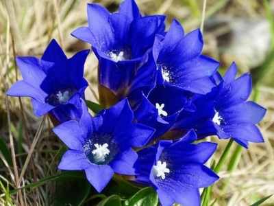 Olivier's Gentian