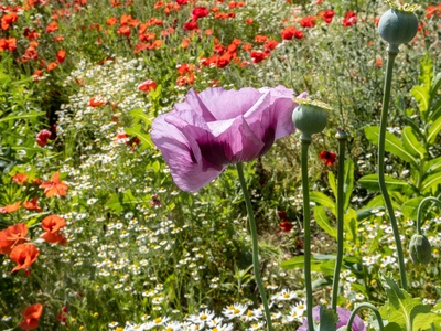 Opium Poppy