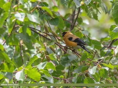 Orange Bullfinch