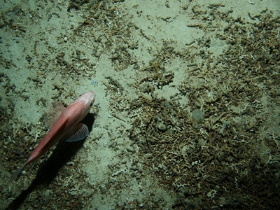 Orange roughy