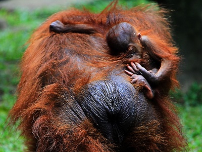 Orangutan