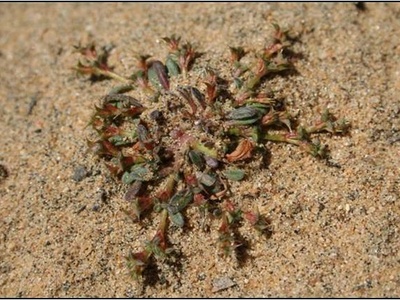 Orcutt's Spineflower