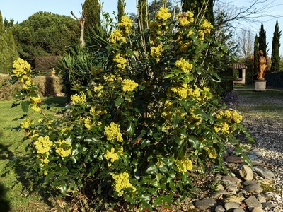 Oregon grape