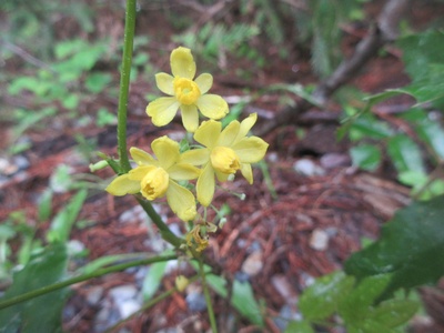 Oregon Grape