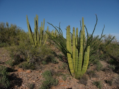 Organ Pipe Cactus