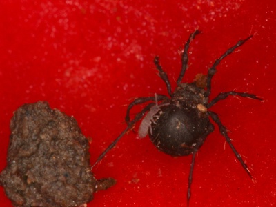 Oribatid Mites